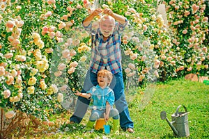 Flower rose care and watering. Grandfather with grandson gardening together. Gardener cutting flowers in his garden