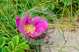 Flower rose with dew drops