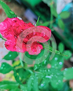 Flower rose with dew after rain so beautyfull and love