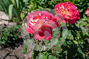 Flower Rose Double Delight in the garden.