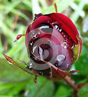 Flower Rose Drops Petals