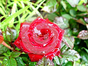 Flower Rose Drops Petals