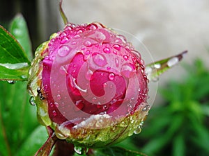 Flower Rose Drops Petals