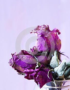 Flower rose dry