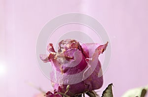 Flower rose dry