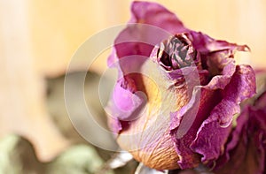 Flower rose dry