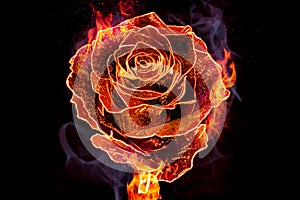 Flower rose in flames is on the black background. Happy Valentine`s Day.