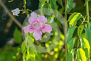 Flower rose flowered bignonia podranea ricasoliana plant