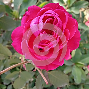 Flower of Rose full of fragnance petals Corolla