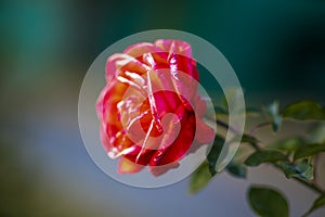 flower of rose in garden.