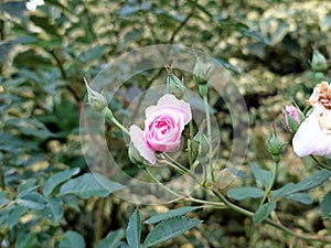 rose flowers bloom fragrantly in the garden