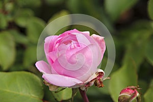 Flower of a rose in the Guldemondplantsoen in Boskoop of the type Beverly