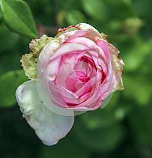 Flower of a rose in the Guldemondplantsoen in Boskoop of the type Beverly