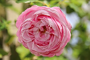 Flower of a rose in the Guldemondplantsoen in Boskoop of the type Dream