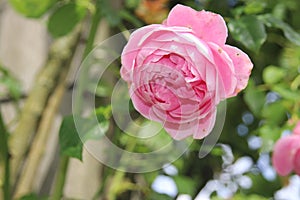 Flower of a rose in the Guldemondplantsoen in Boskoop of the type Dream