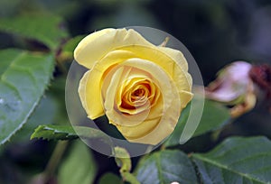 Flower of a rose in the Guldemondplantsoen in Boskoop of the type Golden Glory