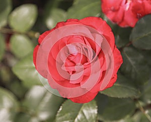 Flower of a rose in the Guldemondplantsoen in Boskoop of the type Grande Amore