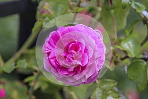 Flower of a rose in the Guldemondplantsoen in Boskoop of the type Ozeana