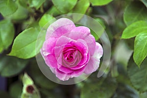 Flower of a rose in the Guldemondplantsoen in Boskoop of the type Ozeana