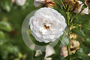 Flower of a rose in the Guldemondplantsoen in Boskoop of the type Poustinia