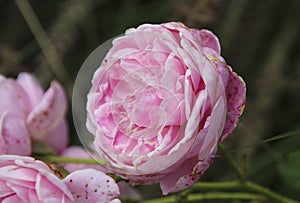 Flower of a rose in the Guldemondplantsoen in Boskoop of the type Sweet Candy