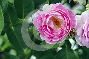 Flower of a rose in the Guldemondplantsoen in Boskoop of the type Vesalius