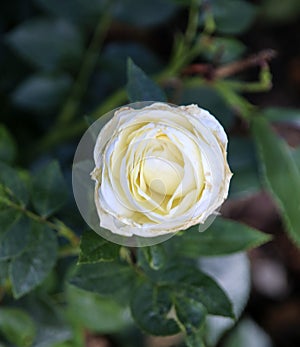 Flower of a rose in the Guldemondplantsoen in Boskoop of the type White Romanza