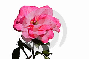 Flower of rose hybrid Mirato, Tantau 1990, white background, with buds and jagged leaves visible photo
