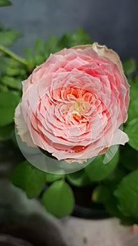 flower rose mawar