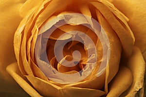 Flower Rose orange. Macro. View from above. Floral background.