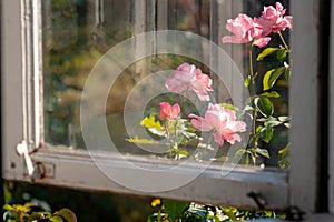 Flower rose outside the window