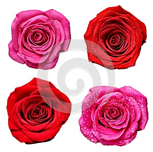 flower rose petal blosspm background