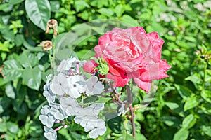 Flower Rose pinck Garden Eye Bud Blossom Blum