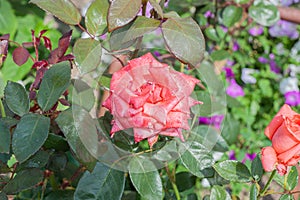 Flower Rose pinck Garden Eye Bud Blossom Blum