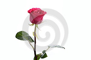 Flower a rose pink Floyd