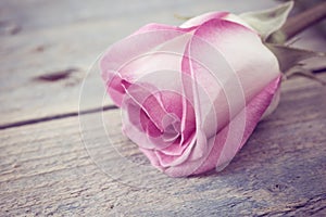 Flower of Rose on rustic wooden background. Greeting card with f