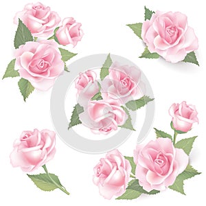 Flower Rose set on white background. Floral decor.