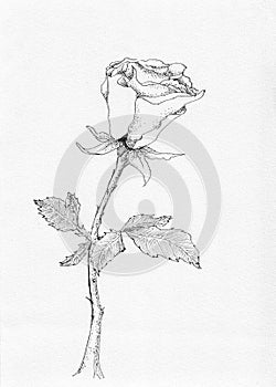 Flower rose sketch