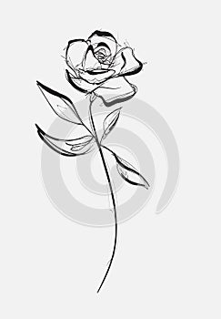 Flower Rose, sketch, painting. Hand drawing. White bud, petals, stem and leaves. Monochrome, Black and white illustration