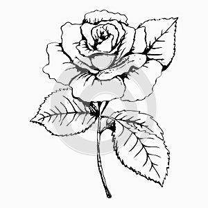 Flower Rose, sketch, painting. Hand drawing. White bud, petals, stem and leaves. Monochrome, Black and white illustration. Decorat