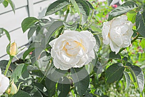 Flower Rose White Garden Eye Bud Blossom Blum