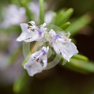 Flower of rosemary