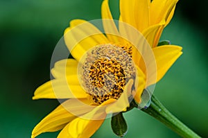 Flower of rough oxeye in garden