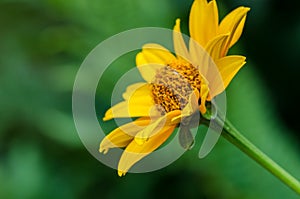 Flower of rough oxeye in garden