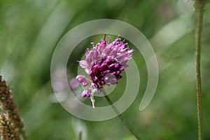 Flower of a round headed leek (Allium sphaerocephalon)