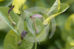 Flower of a round-leaved birthwort, Aristolochia rotunda