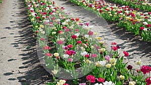 Flower rows and ground aisles on rural plantation in spring