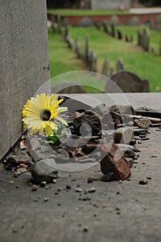 Flower in Rubble