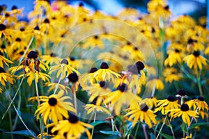 Flower Rudbeckia fulgida or Goldsturm orange coneflower in full bloom in Garden photo