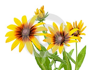 Flower of Rudbeckia hirta isolated on white